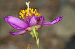 Largeflower fameflower